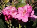 Rhododendron różanecznik HELSINKI UNIVERSITY