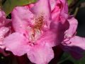 Rhododendron różanecznik HELSINKI UNIVERSITY