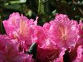 Rhododendron różanecznik HELSINKI UNIVERSITY