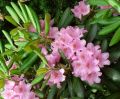 Rhododendron różanecznik HELSINKI UNIVERSITY