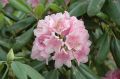 Rhododendron różanecznik HELSINKI UNIVERSITY
