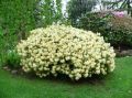 Rhododendron różanecznik PRINCESS ANN