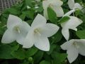ROZWAR WIELKOKWIATOWY ASTRA WHITE