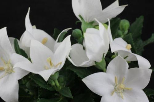 Rozwar wielkokwiatowy ASTRA WHITE