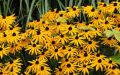 Rudbekia Błyskotliwa GOLDSTRUM
