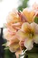 Różanecznik Rhododendron BERNSTEIN