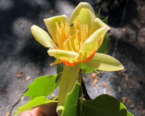 Tulipanowiec Amerykański TULIPIFERA