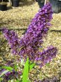 Budleja Dawida PURPLE EMPEROR