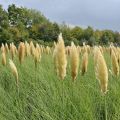 Trawa pampasowa PUMILA