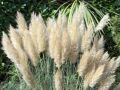 Trawa pampasowa PUMILA