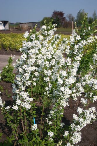 Obiela wielkokwiatowa MAGICAL SPRINGTIME