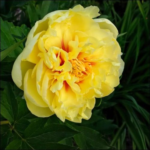 Piwonia Drzewiasta Japońska Żółta