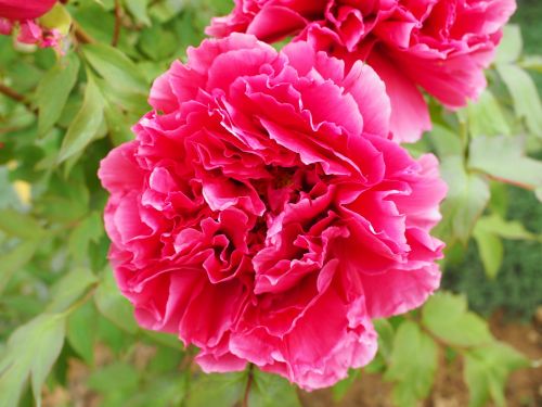 Piwonia Drzewiasta Japońska RÓŻOWA