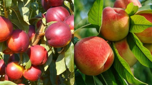 Nektarynka i Brzoskwinia na JEDNYM drzewie DUO