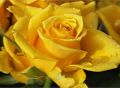 Róża rabatowa FREZJA - żółta