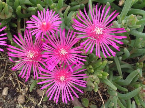 Przypołudnik Coopera TABLE MOUNTAIN