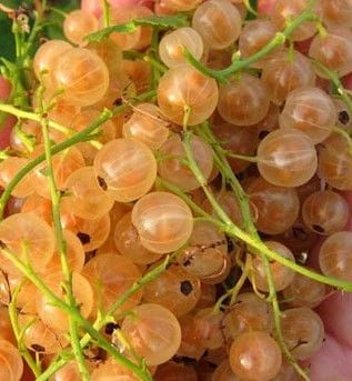 Porzeczka biała BLANCA - na pniu w doniczce