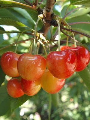 Czereśnia VEGA w doniczce