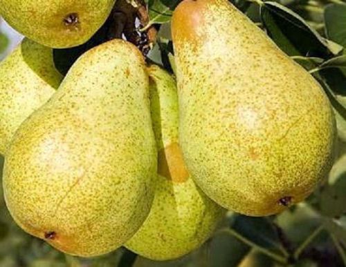 Grusza BONKRETA WILLIAMSA w doniczce