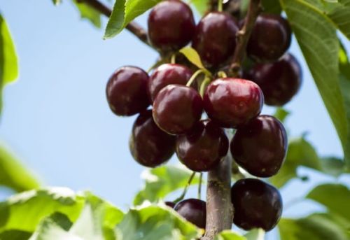 Czereśnia RIVAN w doniczce