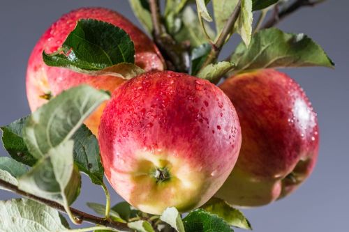 Jabłoń PIROS w doniczce