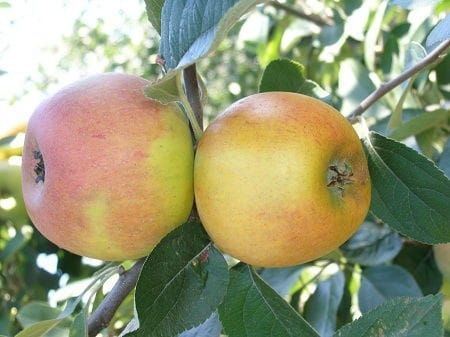 Jabłoń RENETA ZŁOTA w doniczce