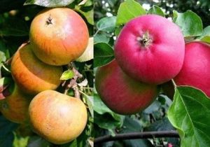 Jabłoń DUO - DELIKATES i WITOS