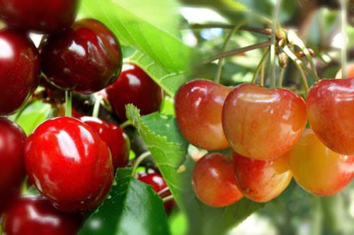 Czereśnia DUO - KORDIA I VEGA na JEDNYM drzewie DUO