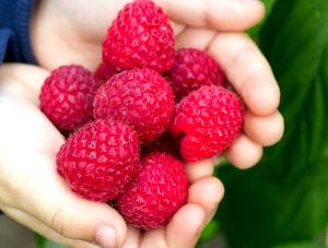 Malina PÓŹNA Zeva w doniczce