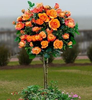 Róża na pniu RUMBA - pomarańczowo-żółta w doniczce