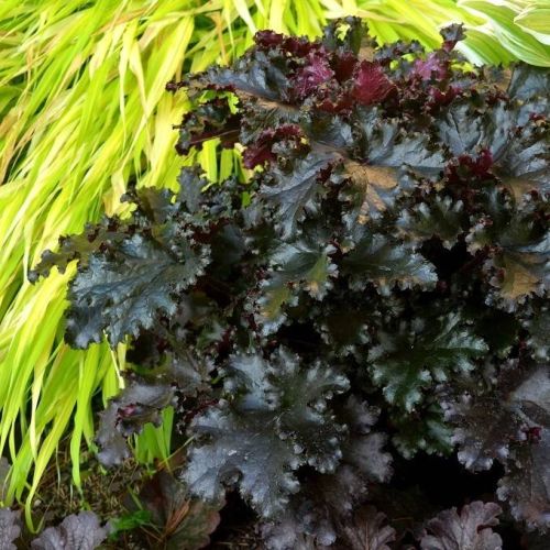 Żurawka Black Taffeta