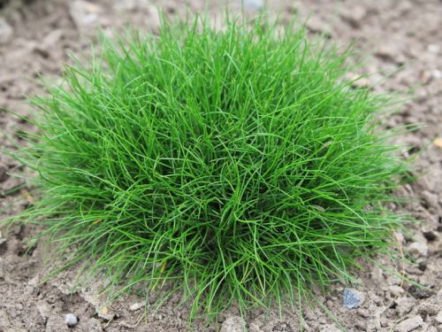 Kostrzewa gautiera PIC CARLIT