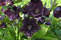 Ciemiernik DOUBLE ELLEN PURPLE