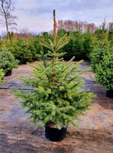 Świerk Zielony cięty choinka Świąteczna 180cm