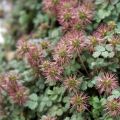 Acena drobnolistna KUPFERTEPPICH