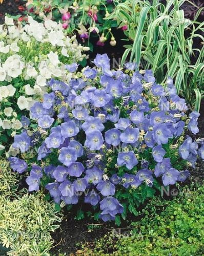 Dzwonek karpacki CARILLON BLUE