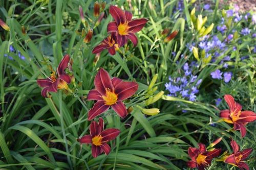 Liliowiec BLACK PRINCE