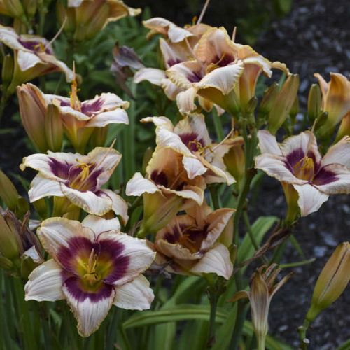 Liliowiec BLUEBERRY CANDY