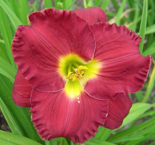 Liliowiec SILOAM PAUL WATTS