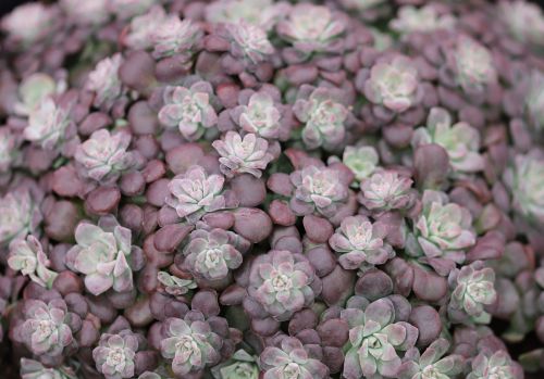 Rozchodnik łopatkowaty PURPUREUM