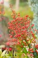 Nandina Domowa