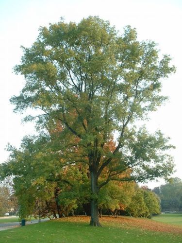 Orzesznik GORZKI