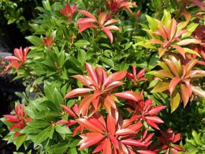 Pieris japoński MAJOR