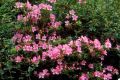 Azalia japońska 'Haruko'