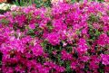 Azalia japońska 'Haruko'