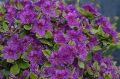 Azalia japońska 'Haruko'