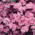 Azalia japońska 'Tornella'