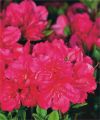 Azalia japońska 'Tornella'