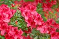 Azalia japońska 'Vuyk's Scarlet'