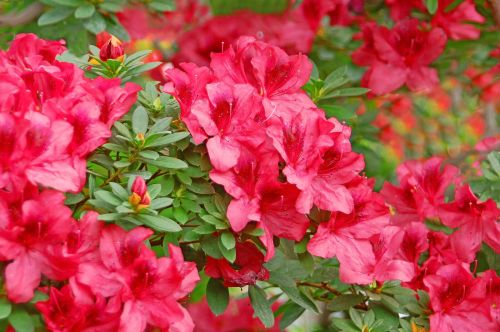 Azalia japońska VUYK'S SCARLET